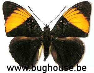 Adelpha melanthe