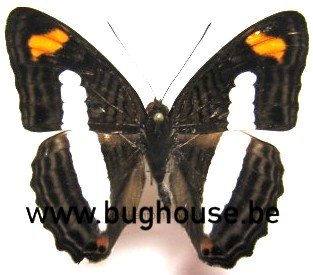 Adelpha Iphiclus (Peru)