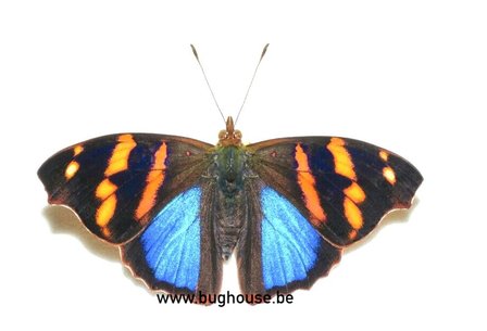 Adelpha Orea (Peru)