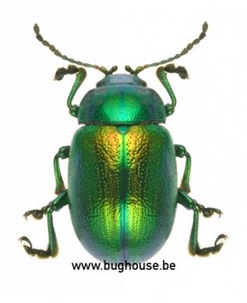 Chrysolina coerulans (Peru) Green
