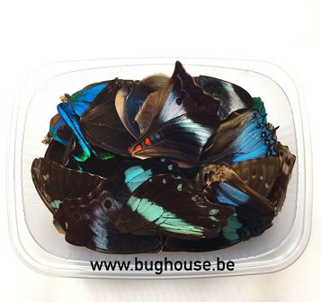Mixed blue butterfly wings for art work