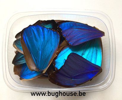 Blue morho butterfly wings for art work