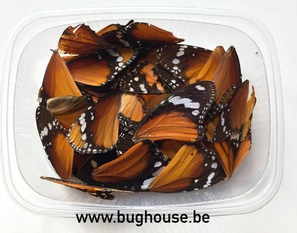 Orange butterfly wings for art work
