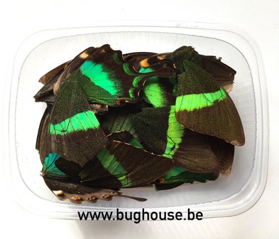 Dark green butterfly wings for art work