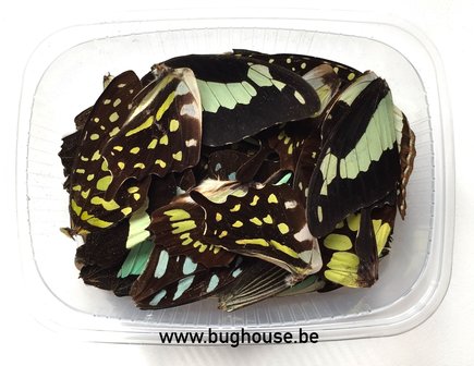 Light green butterfly wings for art work
