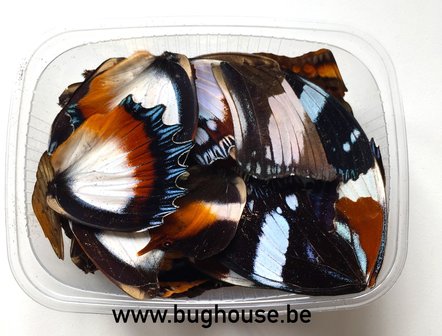 Brown - White  butterfly wings for art work