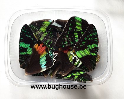Urania butterfly wings for art work