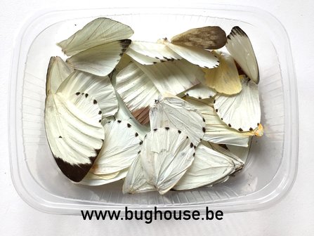 White butterfly wings for art work