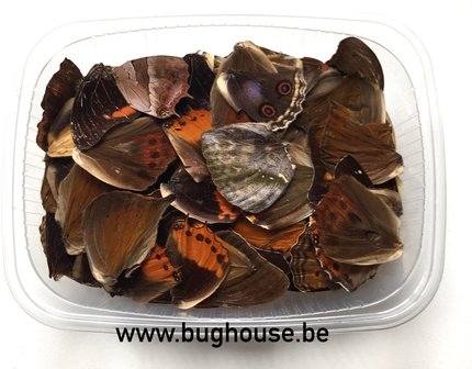 Small mixed butterfly wings for art work