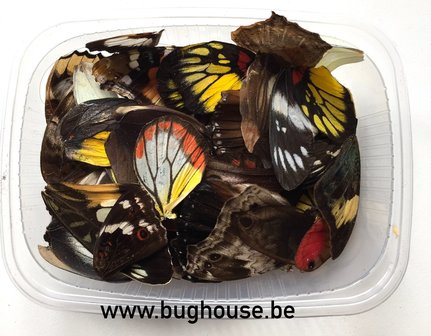 Mixed Color butterfly wings for art work