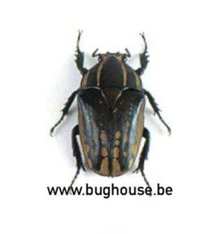 Chelorrhina polyphemus (RCA)  FEMALE