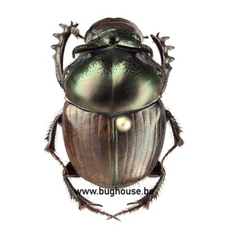 Digitonthophagus Balthasar (RCA)