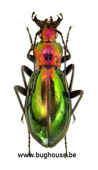 Chrysocarabus splendens (France)