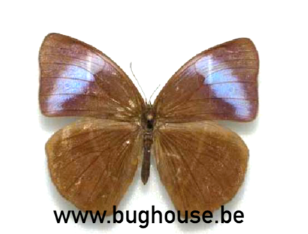 Bicyclus Medontias (RCA)