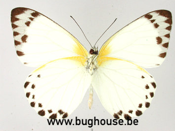 Belenois Theuszi (RCA) A-