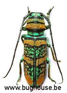 Anatragus Pulchellus (RCA) 