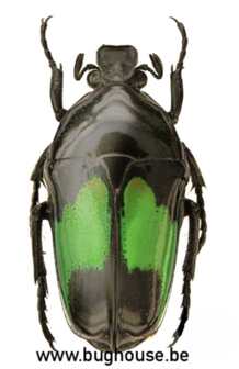 Dicheros Modestus (Sulawesi)
