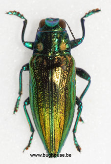 Chrysodema Impressicollis (Ambon)