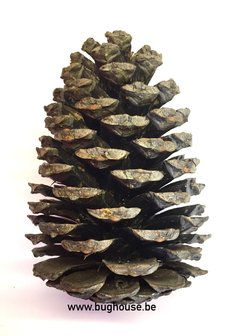 Fir cone BIG 14-18cm