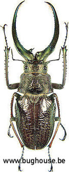 Sphaenognathus Giganteus (Peru)