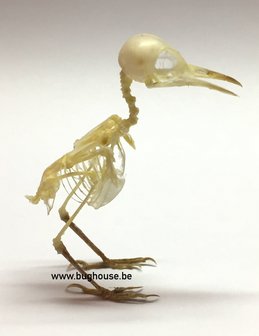 Bird Skeleton 