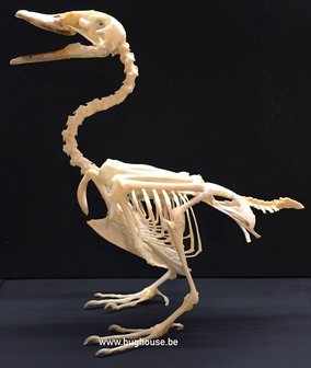 Duck Skeleton (Nuscovy duck)