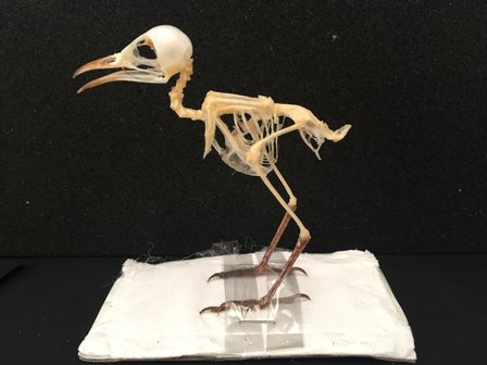 Bird Skeleton (The plain prini) Indonesia