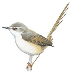 Bird Skeleton (The plain prini) Indonesia