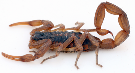 Baby scorpion (Madagascar)