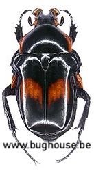 Anochilia Incilis (Madagascar)