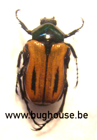 Anochilia Incilis Bilineata (Madagascar)