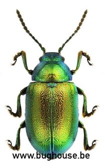 Gastrophysa Viridula (Madagascar) PACK OF 5