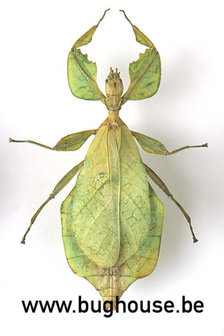 Phyllium Celebicum FEMALE (Green) (Thailand)
