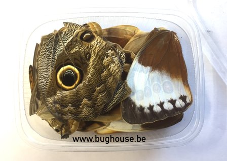 Big butterfly wings for art work