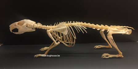 Guinea Pig Skeleton (Indonesia)