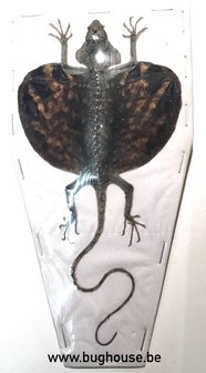 Flying Lizard - Draco Volans Volans CURVED TAIL (Indonesia) SPREAD