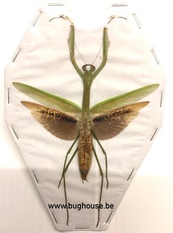 Tenodera Ardifolia GREEN FORM (Java) SPREAD