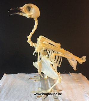 Spotted Dove Skeleton (Indonesia)