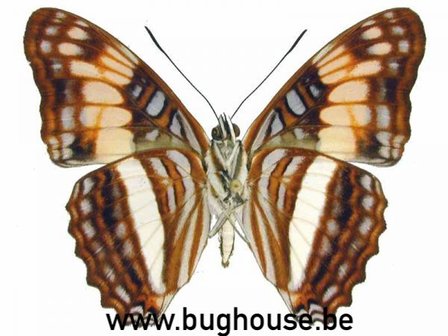 Adelpha Delinita (Peru)