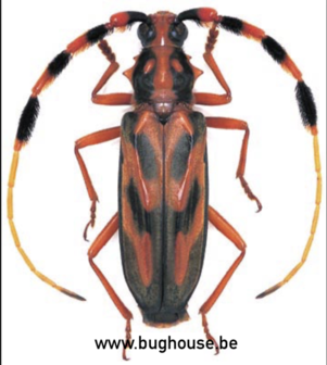 Batus Barbicornis (Peru)
