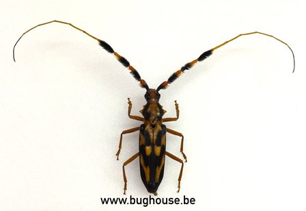 Batus Barbicornis (Peru) SPREAD