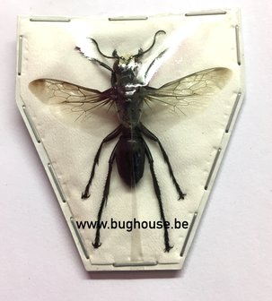Hymenoptera Sp (Java) SPREAD