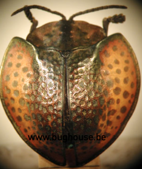 Agenysa peruviana (Peru)