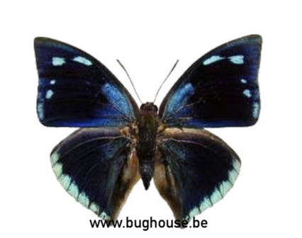 Anaea xenocrathes (Peru)