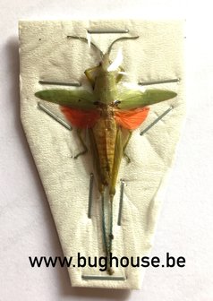 Orthoptera SP.2 (Java)