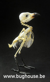 Long-tailed Shrike bird Skeleton
