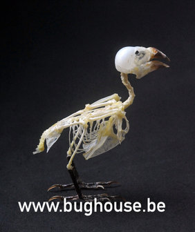 Spotted munia bird Skeleton
