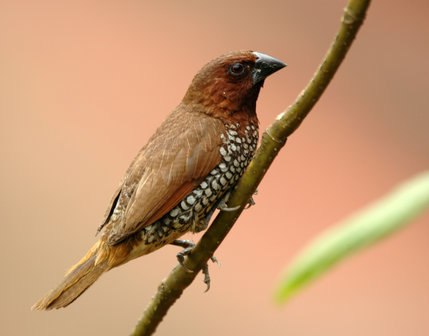 Spotted munia bird Skeleton