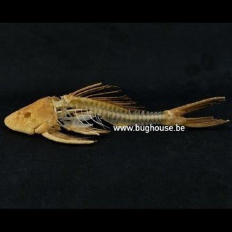 suckermouth catfish skeleton