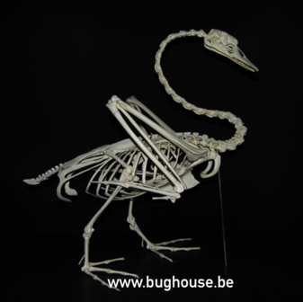 Mute swan Skeleton